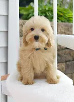 Harper's Sea Green Ribbon male , a male Goldendoodle and English Goldendoodle for sale in Peoria, IL – 1 of 1