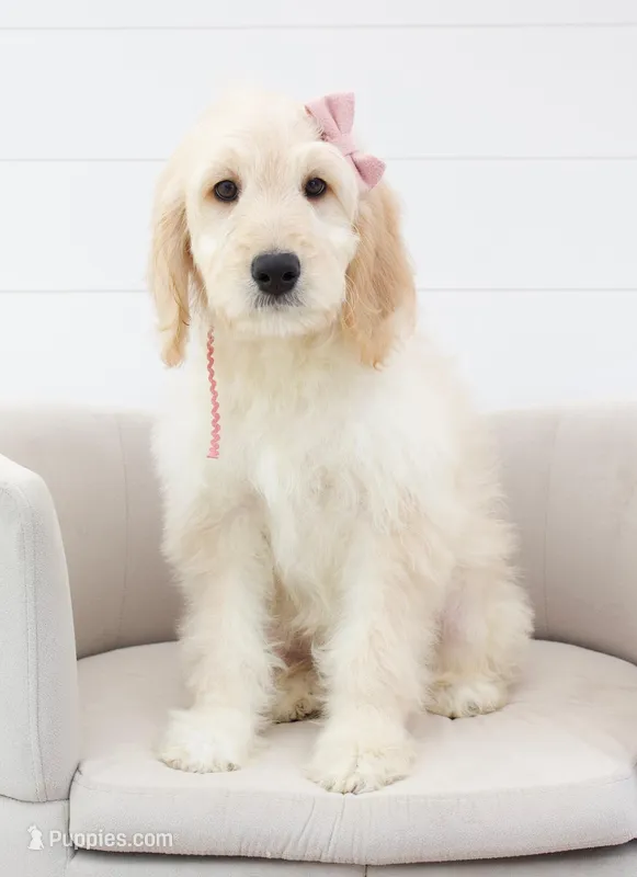 Coastal's pink ribbon female , a female English Goldendoodle for sale in Peoria, IL – Photo 1 of 1