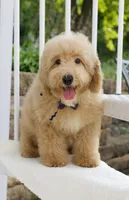 Harper's Dark Blue Ribbon male , a male Goldendoodle and English Goldendoodle for sale in Peoria, IL – 1 of 1