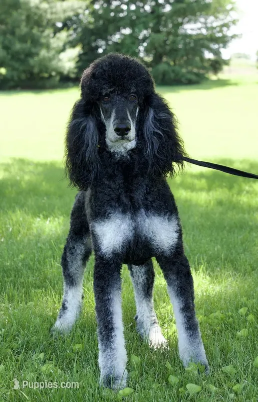 Adele – Poodle - Standard  puppy for sale in Peoria, IL