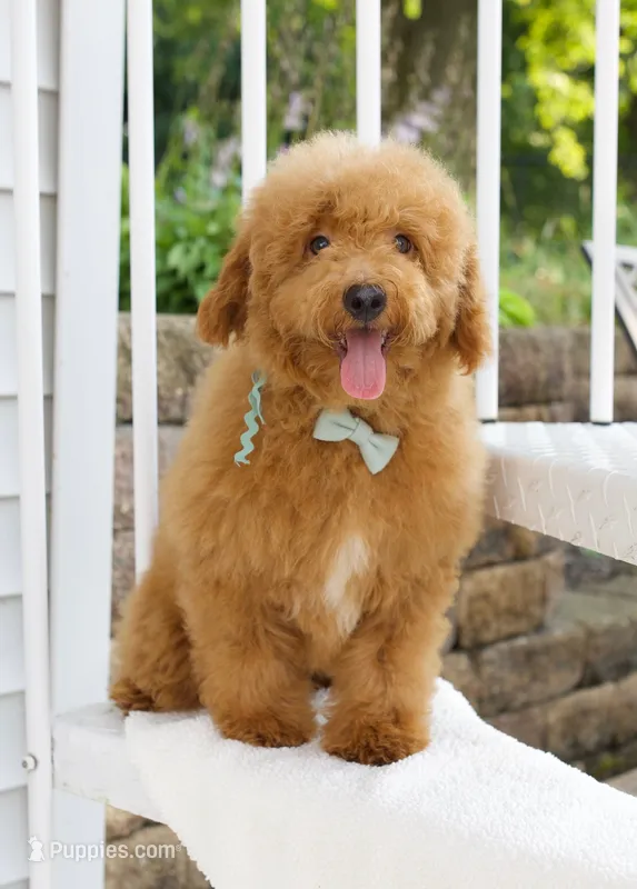 Harper's Mint Ribbon male  – Goldendoodle, English Goldendoodle puppy for sale in Peoria, IL