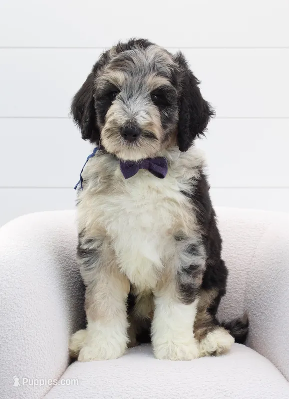Josie's merle male – Bernedoodle puppy for sale in Peoria, IL