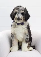 Josie's merle male, a male Bernedoodle for sale in Peoria, IL – 1 of 1