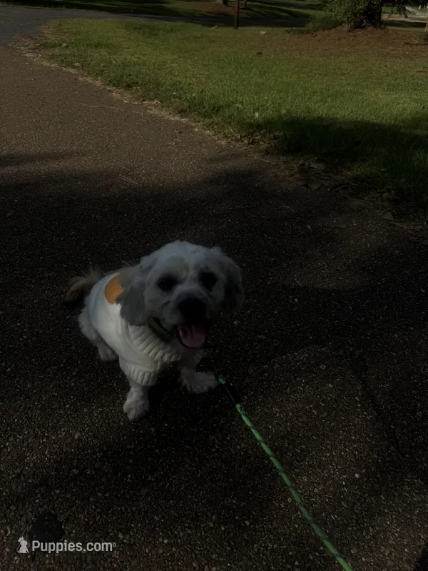 Penny – Shihpoo puppy for sale in Mccomb, MS