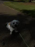 Penny, a male Shihpoo for sale in Mccomb, MS – 1 of 1