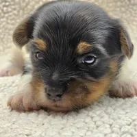 Sprout, a male Yorkshire Terrier for sale in Clear Spring, MD – 6 of 10