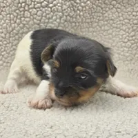 Sparky, a male Yorkshire Terrier for sale in Clear Spring, MD – 2 of 10