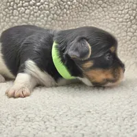 Sprout, a male Yorkshire Terrier for sale in Clear Spring, MD – 8 of 10