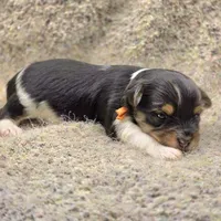 Sparky, a male Yorkshire Terrier for sale in Clear Spring, MD – 10 of 10