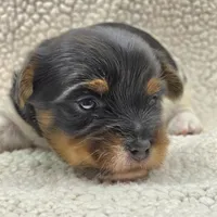 Sprout, a male Yorkshire Terrier for sale in Clear Spring, MD – 10 of 10