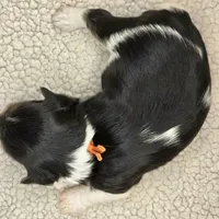 Sparky, a male Yorkshire Terrier for sale in Clear Spring, MD – 5 of 10
