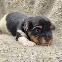 Sprout, a male Yorkshire Terrier for sale in Clear Spring, MD – 3 of 10