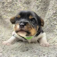 Sprout, a male Yorkshire Terrier for sale in Clear Spring, MD – 7 of 10