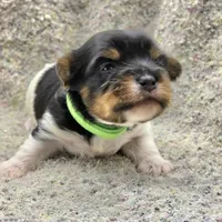 Sprout, a male Yorkshire Terrier for sale in Clear Spring, MD – 5 of 10