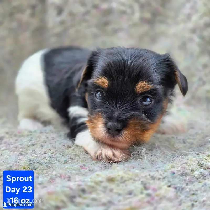 Sprout – Yorkshire Terrier puppy for sale in Clear Spring, MD