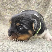Sprout, a male Yorkshire Terrier for sale in Clear Spring, MD – 4 of 10