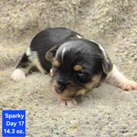 Sparky, a male Yorkshire Terrier for sale in Clear Spring, MD – 9 of 10