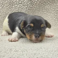 Sparky, a male Yorkshire Terrier for sale in Clear Spring, MD – 4 of 10