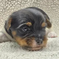 Sprout, a male Yorkshire Terrier for sale in Clear Spring, MD – 2 of 10