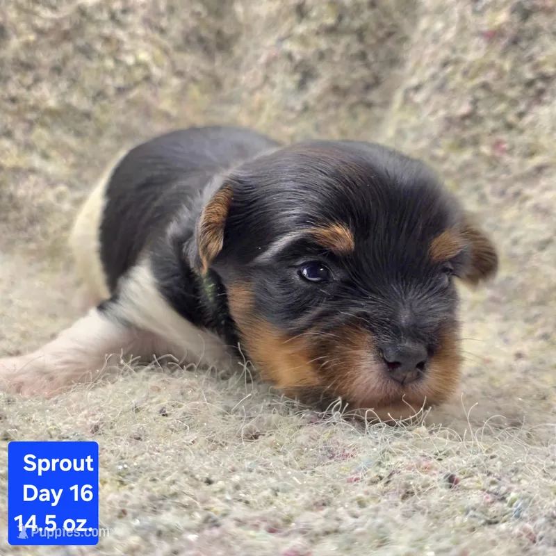 Sprout – Yorkshire Terrier puppy for sale in Clear Spring, MD