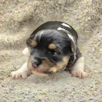 Sparky, a male Yorkshire Terrier for sale in Clear Spring, MD – 8 of 10
