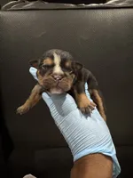 Side Bet, a female English Bulldog for sale in Lanham, MD – Photo 3 of 5