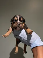 Side Bet, a female English Bulldog for sale in Lanham, MD – Photo 2 of 5