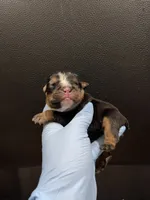 Side Bet, a female English Bulldog for sale in Lanham, MD – Photo 4 of 5