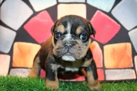 Side Bet, a female English Bulldog for sale in Lanham, MD – Photo 1 of 5