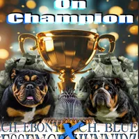 Jackpot, a male English Bulldog for sale in Lanham, MD – Photo 5 of 5