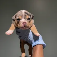 Jackpot, a male English Bulldog for sale in Lanham, MD – Photo 2 of 5