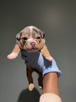 Jackpot, a male English Bulldog for sale in Lanham, MD – Photo 2 of 5