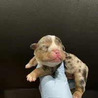 Jackpot, a male English Bulldog for sale in Lanham, MD – Photo 4 of 5