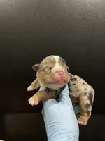 Jackpot, a male English Bulldog for sale in Lanham, MD – Photo 4 of 5