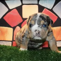 Jackpot, a male English Bulldog for sale in Lanham, MD – Photo 1 of 5