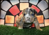 Jackpot, a male English Bulldog for sale in Lanham, MD – Photo 1 of 5