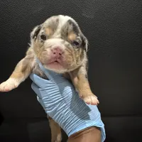 Jackpot, a male English Bulldog for sale in Lanham, MD – Photo 3 of 5