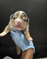 Jackpot, a male English Bulldog for sale in Lanham, MD – Photo 3 of 5