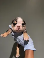 Roulette, a female English Bulldog for sale in Lanham, MD – Photo 2 of 5
