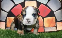 Roulette, a female English Bulldog for sale in Lanham, MD – Photo 1 of 5