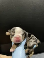 Roulette, a female English Bulldog for sale in Lanham, MD – Photo 4 of 5