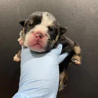 Blackjack, a male English Bulldog for sale in Lanham, MD – Photo 4 of 5