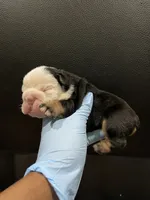 processed/a6e458a8-ddec-4c18-8552-ae836b4e9c9f/listing/fb6fc400-e225-4e0e-a255-ac5379443d81/1f8d56df-a6f0-4621-802e-632acf45c30c