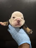 processed/a6e458a8-ddec-4c18-8552-ae836b4e9c9f/listing/fb6fc400-e225-4e0e-a255-ac5379443d81/30ba52ed-84b4-46e1-93c9-4a70cbc3c943