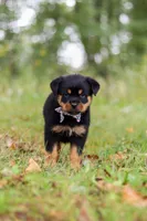 Kobe, a male Rottweiler for sale in Dundee, OH – 6 of 8