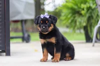 Willow, a female Rottweiler for sale in Dundee, OH – 3 of 6