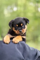 Kobe, a male Rottweiler for sale in Dundee, OH – 4 of 8