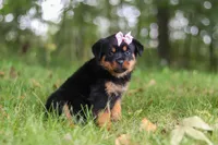 Ivy, a female Rottweiler for sale in Dundee, OH – 3 of 7