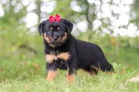 Sadie, a female Rottweiler for sale in Dundee, OH – 5 of 8
