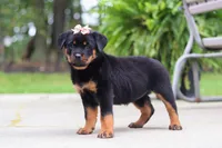 Daisy, a female Rottweiler for sale in Dundee, OH – 5 of 9
